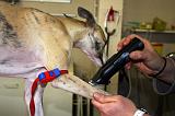 WHIPPET - GARROT PRISE DE SANG 156